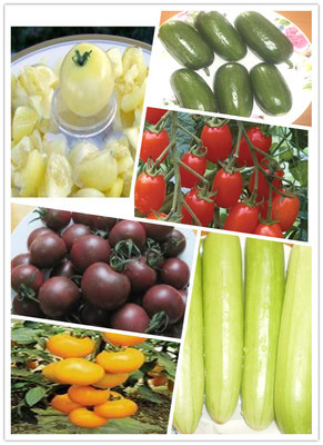 水果番茄_有機(jī)農(nóng)產(chǎn)品_上海西沙一號(hào)生態(tài)園