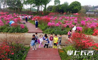 美不勝收 長沙園林生態園萬株杜鵑盛開